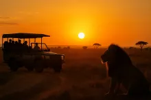 safari image